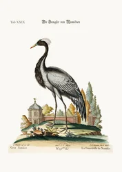 Die Demoiselle von Numidien, 1749-73